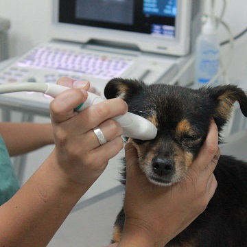 oftalmologia em cães