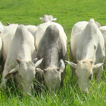 sistema de bovinos de corte