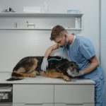 uretrostomia em cães