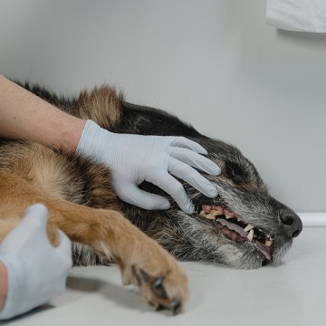 exodontia em pequenos animais