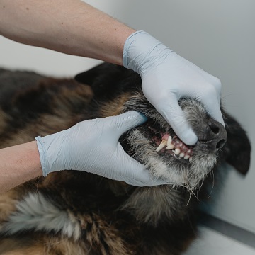 periodontia veterinária