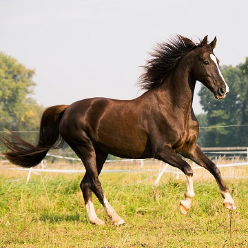 Tétano em cavalos: por que o tratamento correto é fundamental?