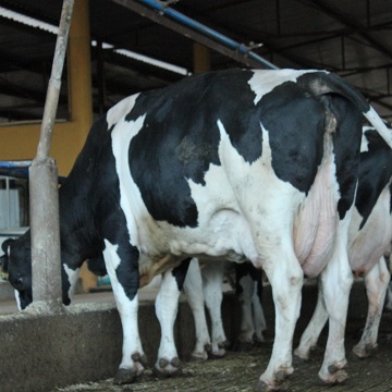Doenças de cascos em bovinos