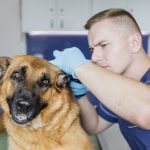 doenças dermatológicas em pequenos animais