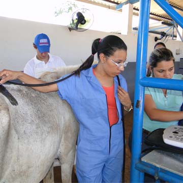 Entenda os diferentes tipos de claudicação em equinos