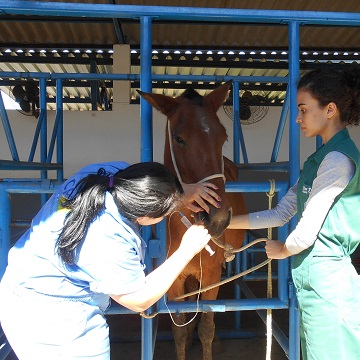 Fluidoterapia em equinos