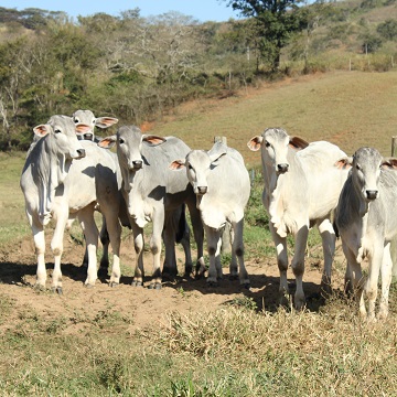 doenças reprodutivas em bovinos