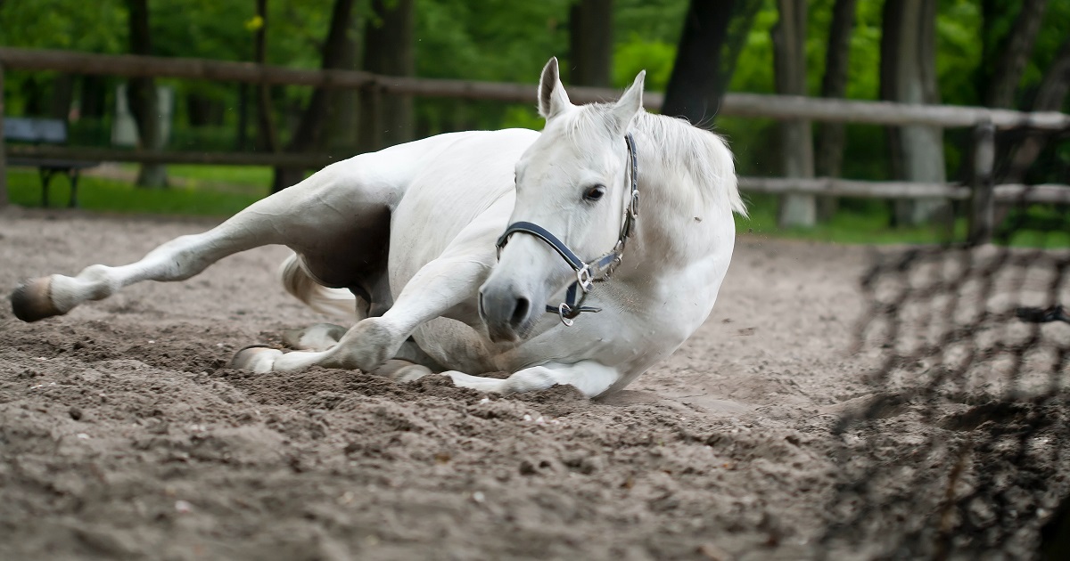 Cólica em Cavalos, que mal é esse que mata os animais?