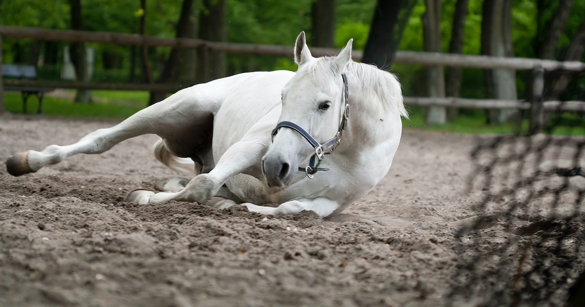 Cavalaria entomológica: insetos com nome alusivo aos equinos - Fauna News