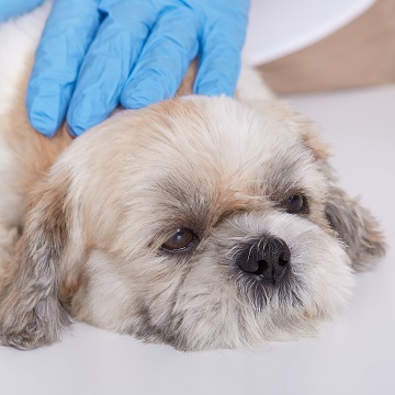 punção de linfonodo em cães