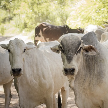 manejo racional de bovinos de corte