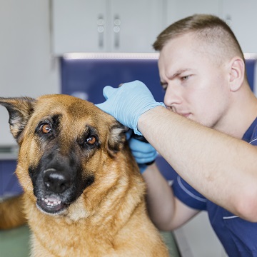 otite em cães e gatos