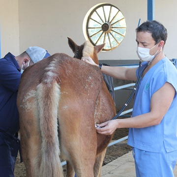 tratamentos para cólica equina