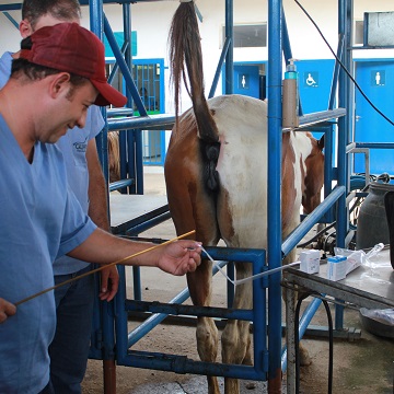 Aspiração folicular em éguas