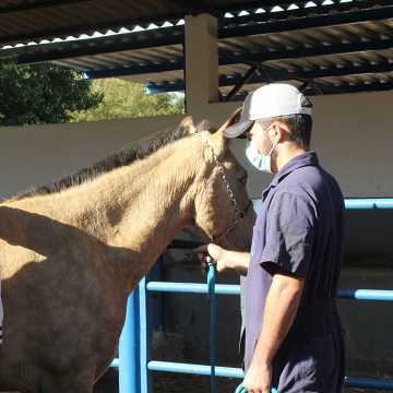 Como entender os sinais e o comportamento dos cavalos