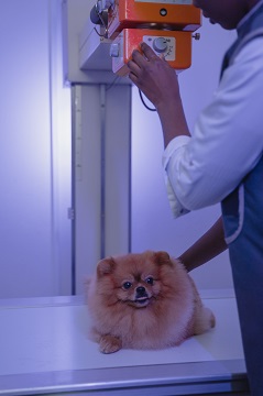 raio-x veterinário