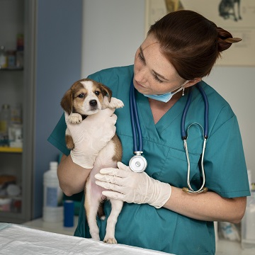 nefrologia em pequenos animais