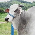 indicadores econômicos da pecuária de corte