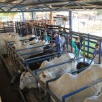 inseminação artificial em vacas