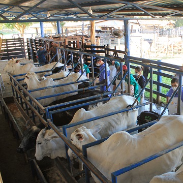 inseminação artificial em vacas