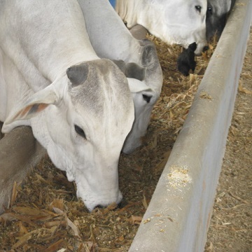 matéria seca por bovinos