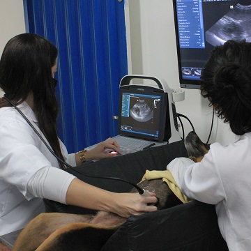 ultrassonografia de tórax em cães