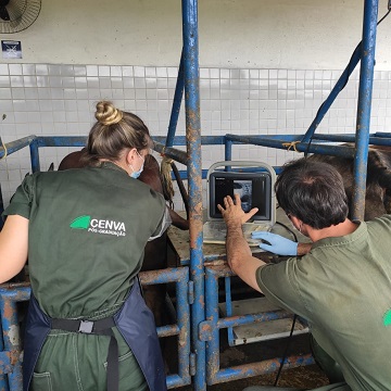 perda embrionária em bovinos