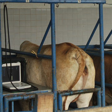 corpo lúteo em vacas