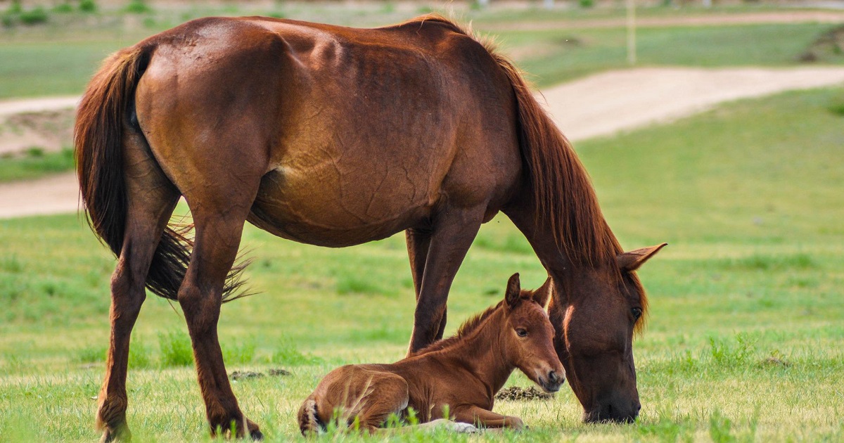 ÉGUA MATA CAVALO GARANHAO MORRE COM COICE DE EGUA CUIDADO 