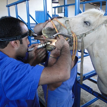 Exame Odontológico em Cavalos