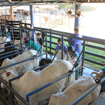 ultrassonografia de ovários em vacas