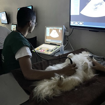Ultrassonografia hepática em cães