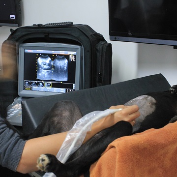 Ultrassonografia renal em cães e gatos
