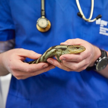 Especialização em animais silvestres