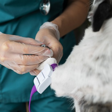 transfusão de sangue em cães