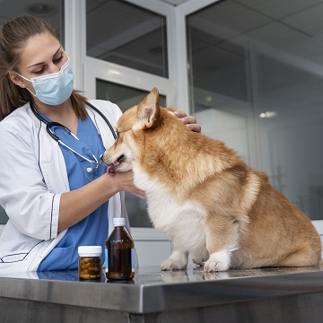 colapso de traqueia em cães 