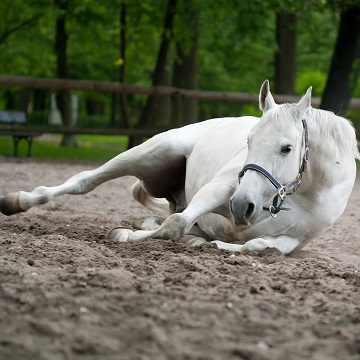 Carrapatos podem trazer danos à saúde de cavalos e potros e