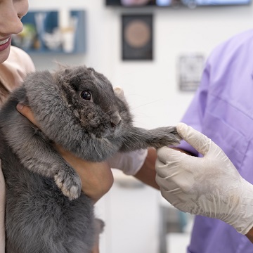 Atendimento clínico a coelhos e roedores