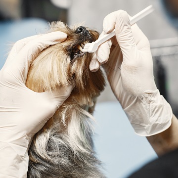 doenças bucais em cães