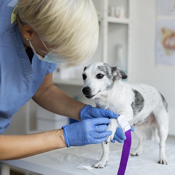 acesso venoso em cães e gatos