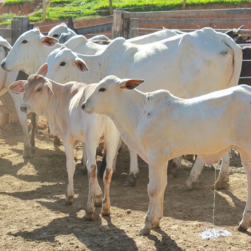 eficiência reprodutiva de bovinos