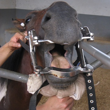 Exame Odontológico em Cavalos: 7 passos essenciais para o diagnóstico