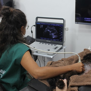 modos de imagem na ultrassonografia veterinária
