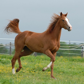 Aparelho locomotor de cavalos