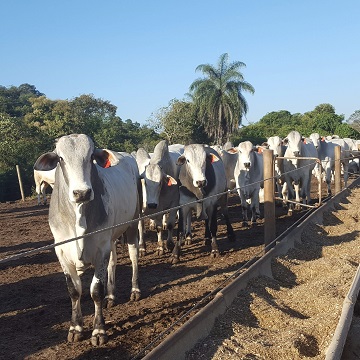 ração para gado de corte