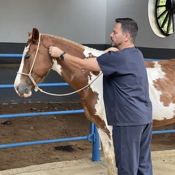 O que fazer em uma situação que o cavalo pula com você em cima