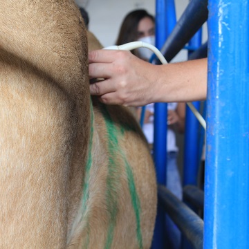 Ultrassonografia transabdominal em equinos