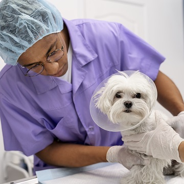 Emergências na rotina clínica veterinária: Como proceder?