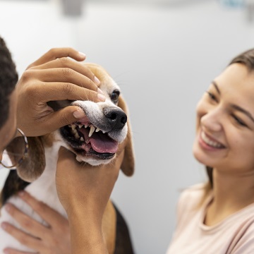 profilaxia dentária em cães