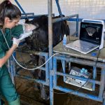 Protocolos de superovulação em bovinos